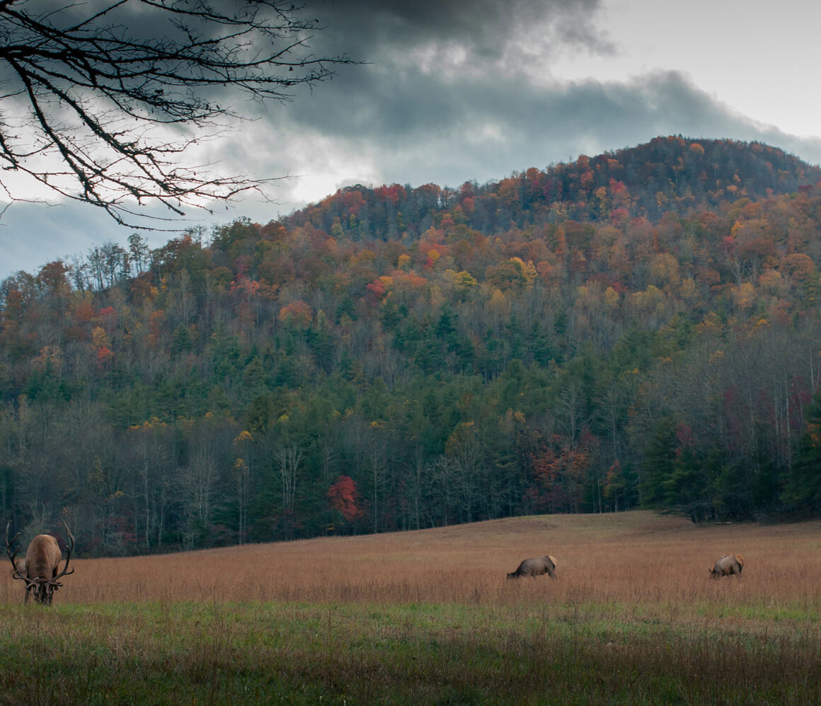 eqjaxgr1pmc-jordan-whitt