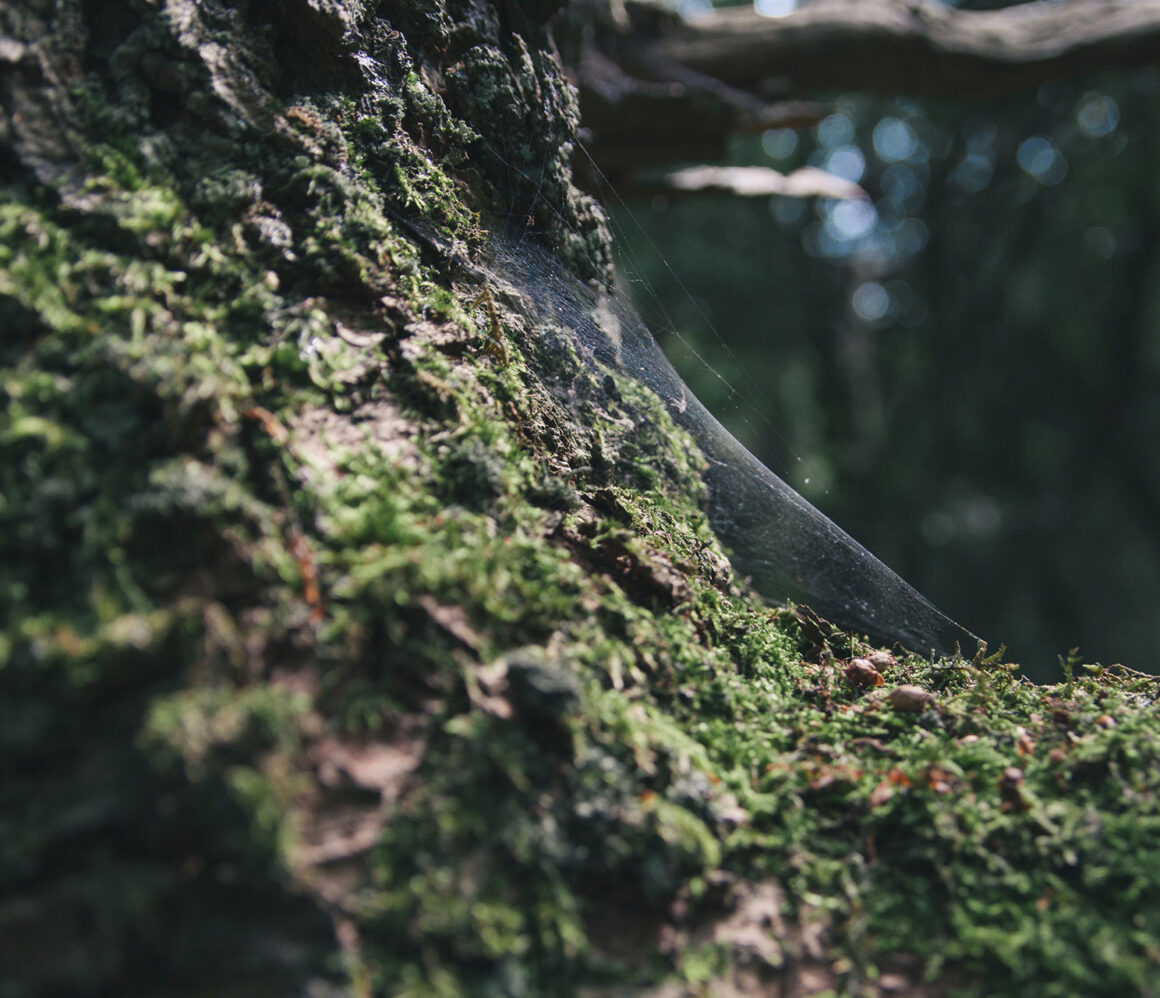 ixhfyja49m8-davey-heuser