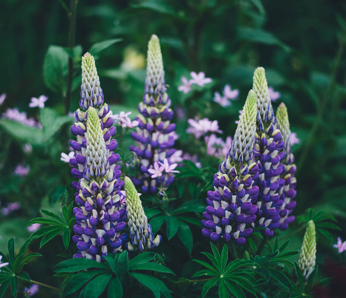 vpz1ai6val8-annie-spratt