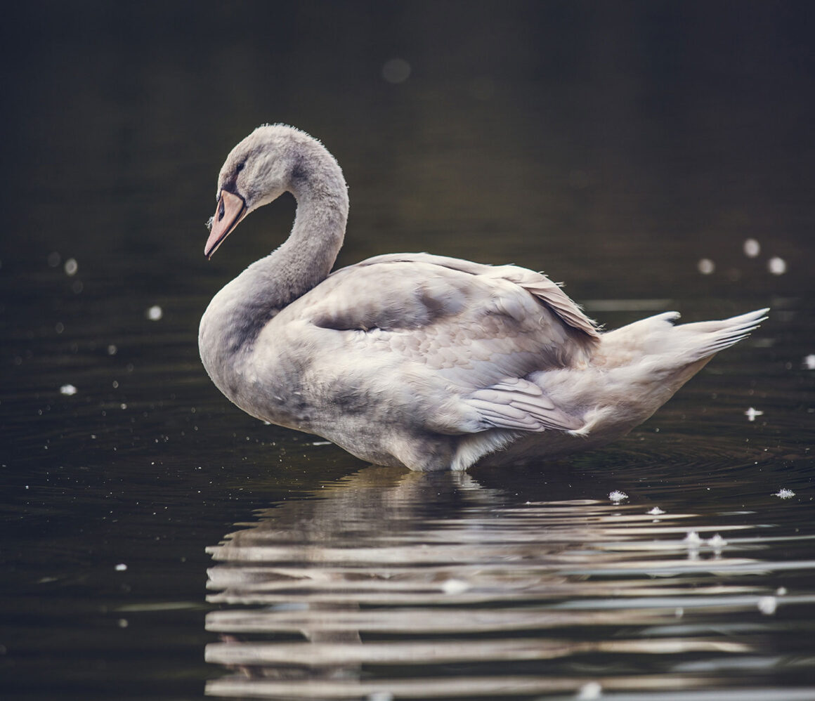 rxbvhorhnpk-matthew-henry