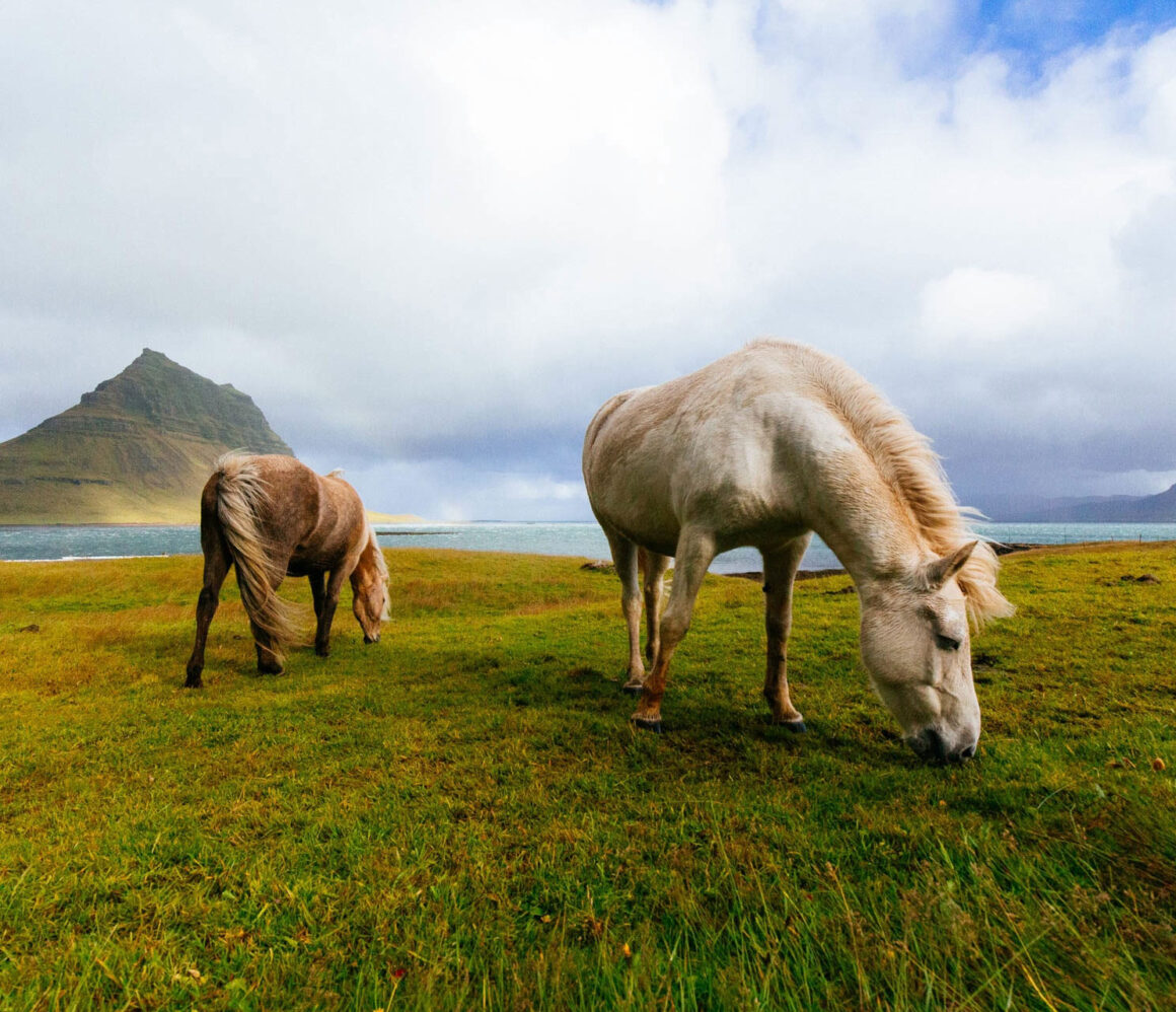 kmu_2u2ap2g-james-mcgill