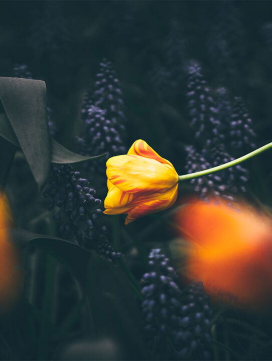 benny-jackson-111915